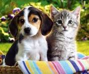 The Mental Health Benefits of Having Animals